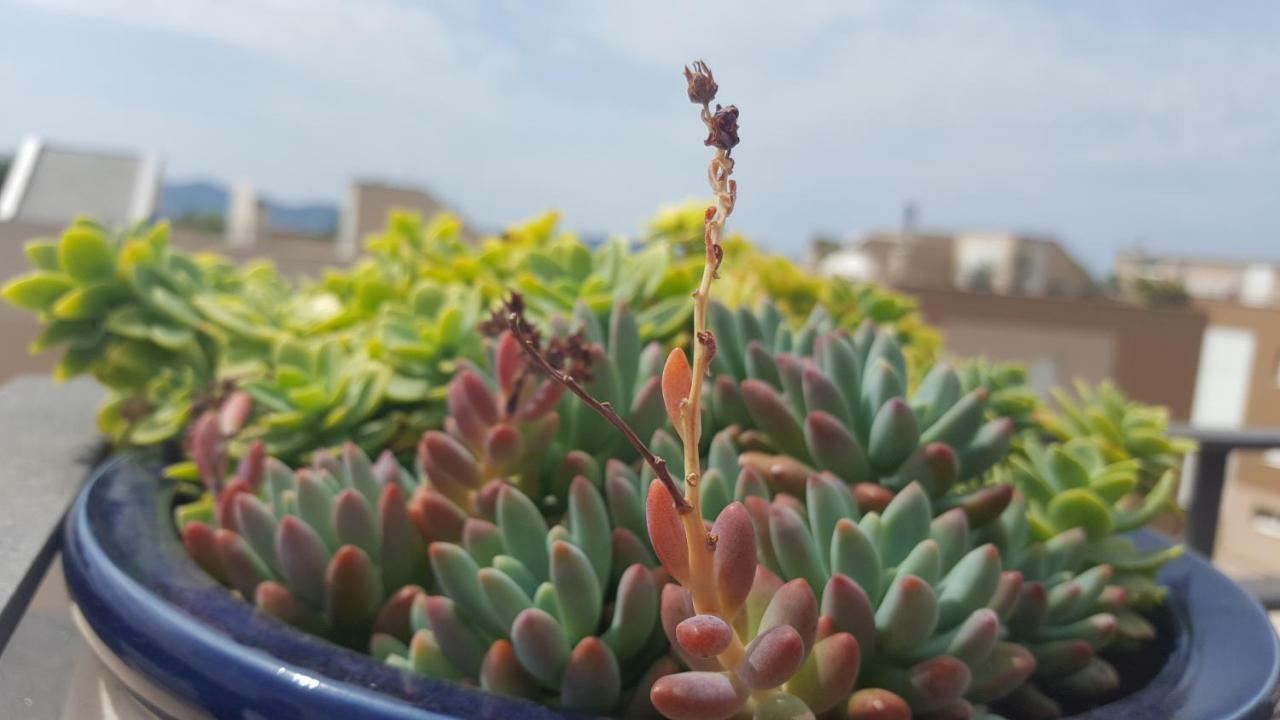 Apartment Garden Terrace Задар Екстер'єр фото